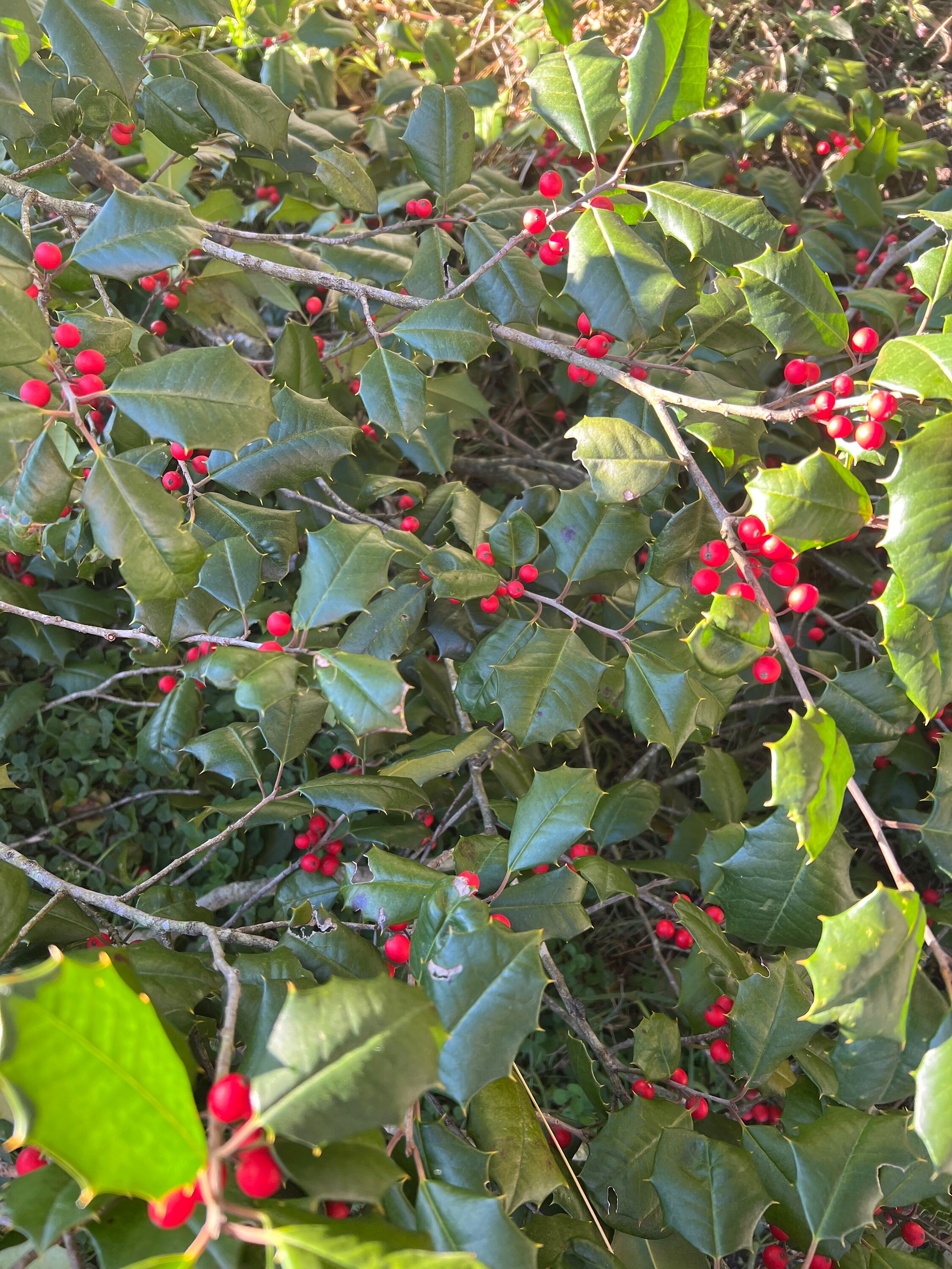Holly, Medium Box of Fresh Holly Branches, Fresh Holly, Holly Branches