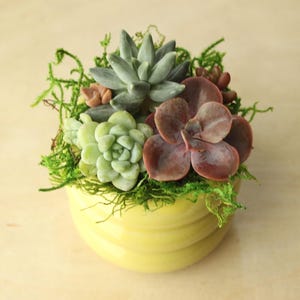 mini live succulent arrangement in yellow ceramic planter