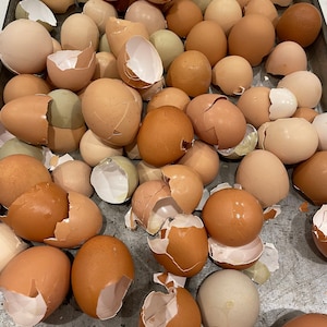 May include: A metal baking sheet filled with a variety of brown and green eggs and cracked eggshells. The eggs vary in color from light tan to dark brown. Some shells are broken, revealing the egg's interior.