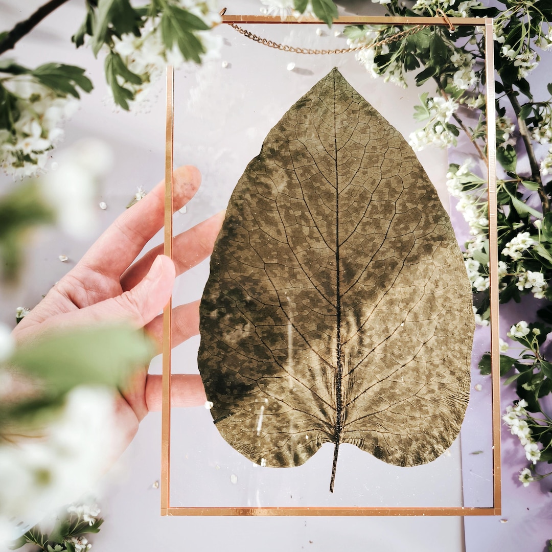 Picture of Large Pressed Leaf in Copper Frame Wall Decor, Herbarium Art, Large ...
