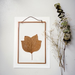 TULIP TREE LEAVES, pressed leaves in copper frame, herbarium wall, natural wall decor, gift for nature lovers, large pressed flower