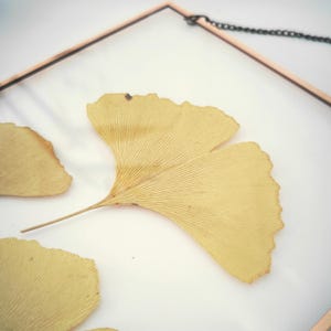 May include: A framed pressed ginkgo leaf with a delicate, fan-shaped structure and a light yellow color. The leaf is mounted on a white background and framed in a thin, gold-colored frame.