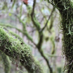 Moss Covered Tree Print Digital Download| Printable Wall Art| Home Wall Decor| Forest Wall Accent
