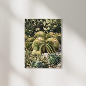 Kakteengarten Poster | Fine Art Druck