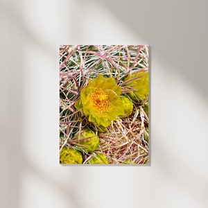 Fass Kaktus Blüte Poster | Fine Art Druck