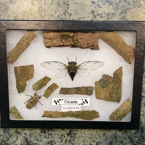 Framed cicada