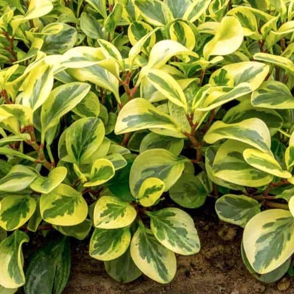 Variegated American Baby Rubber 'Peperomia obtusifolia' House Plant