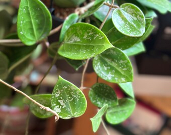 Hoya Parasitica Splash - Exotic Wax Plant with Variegated Foliage