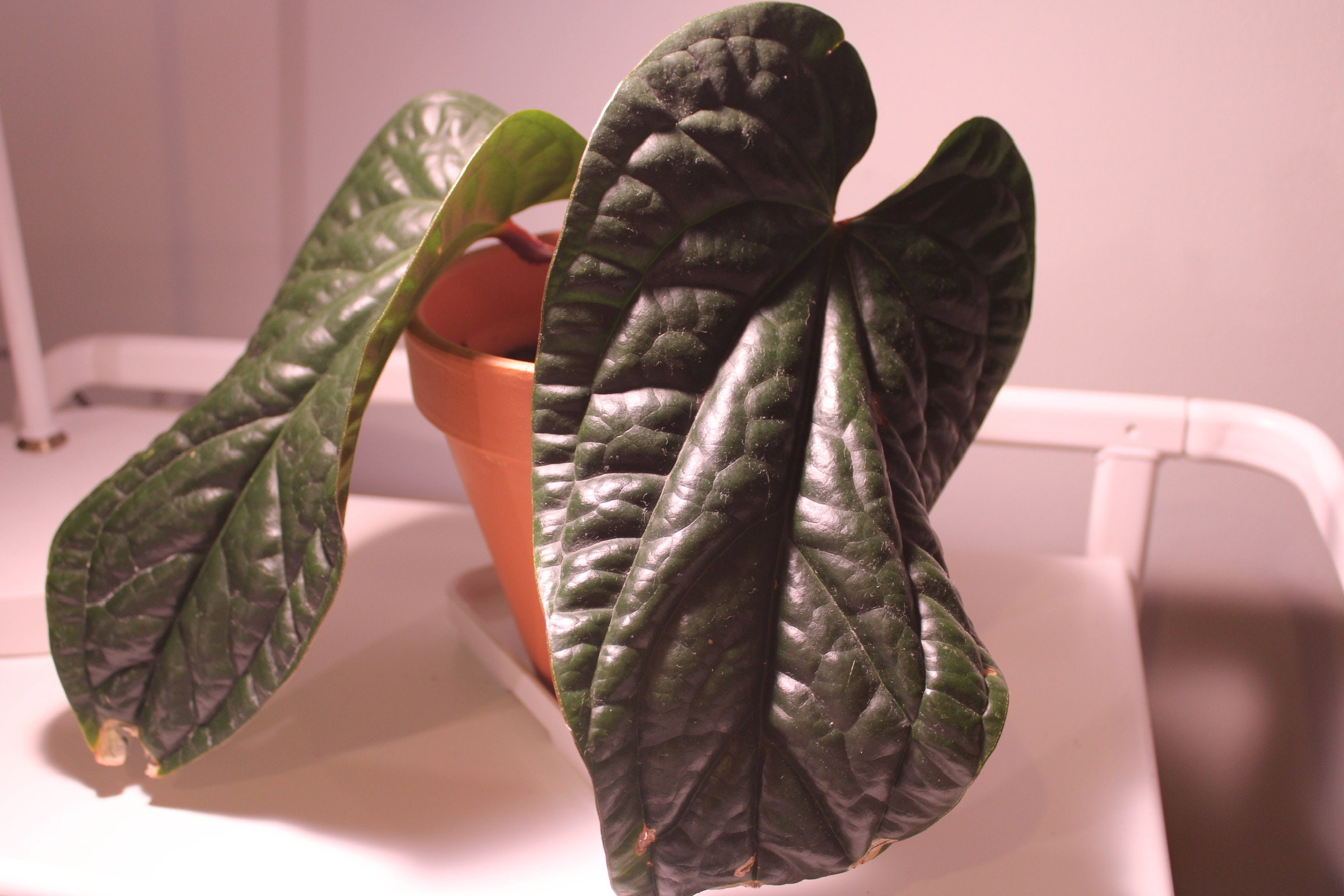 Anthurium Radicans X Luxurians Rare House Plant Well Etsy