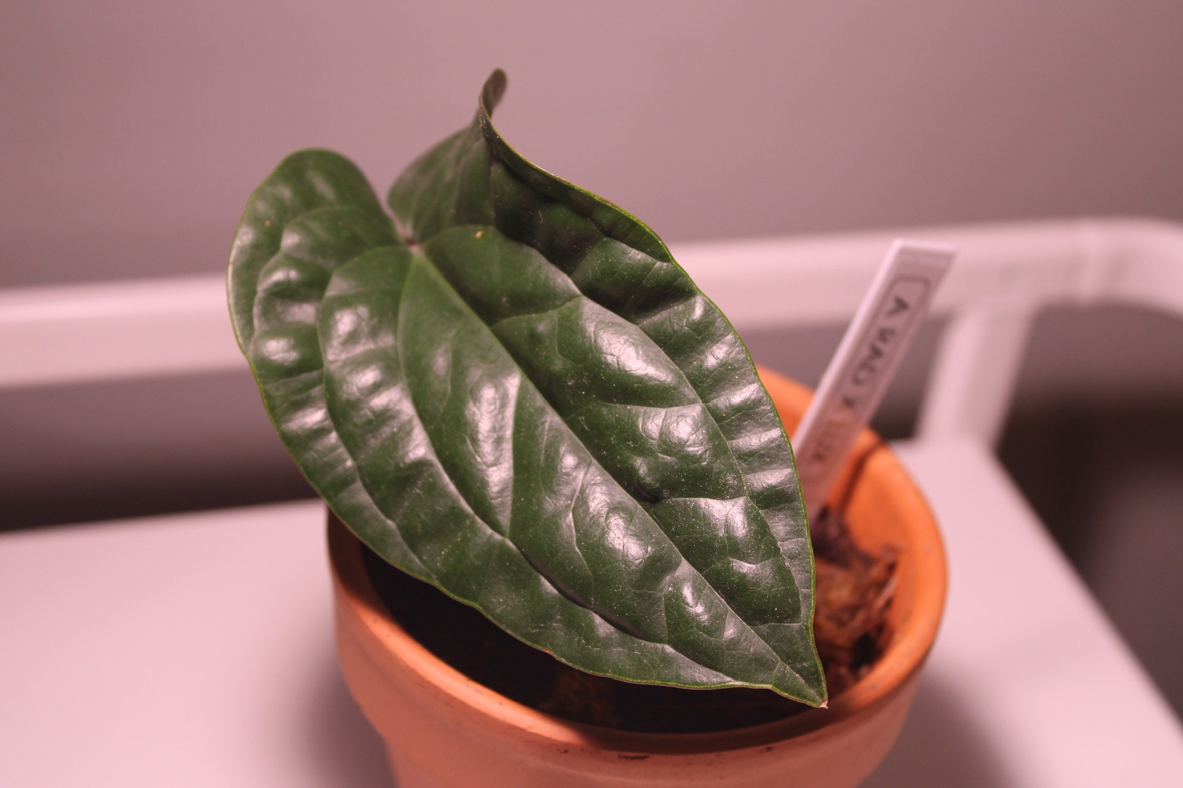 Anthurium Radicans X Luxurians Rare House Plant Well Etsy