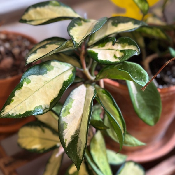 Hoya Carnosa Tricolor Krimson Princess - Variegated Wax Plant with Stunning Foliage