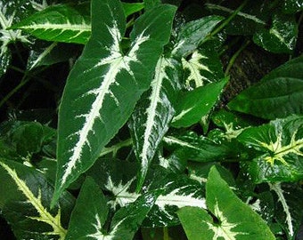 Syngonium Wendlandii Arrowhead Plant