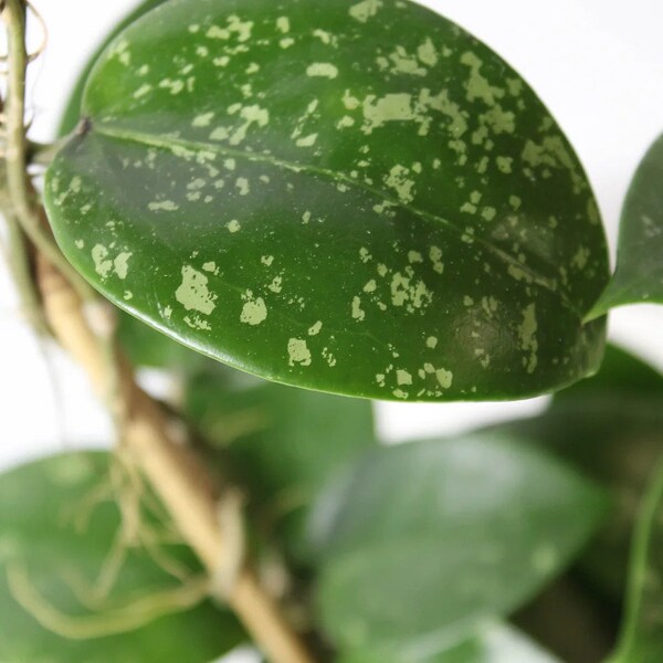 Variegated Hoya plant - Parasitic Hoya verticillata 'Splash'