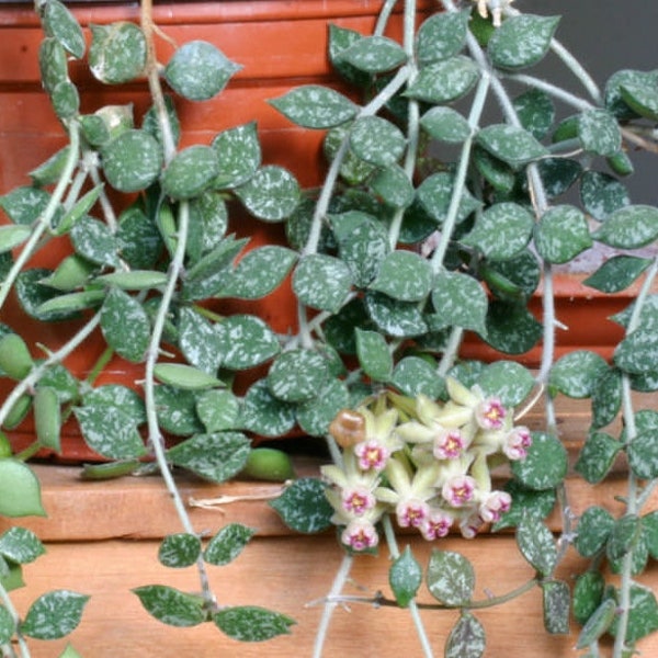 Hoya Curtisii - Velvet-Leaved Wax Plant with Unique Silver Foliage