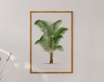 Palm Tree Printable, Areca Baurel, Vintage Illustration, Tropical Decor, INSTAND DOWNLOAD, Botanical Wall Art Print