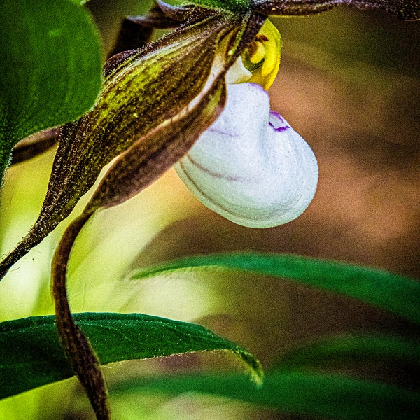 Home Decor Oregon Lady Slipper Wildflower Handcrafted Photograph Wall Art Botanical Fine Art Print Minnesota State Flower Flora Home Decor