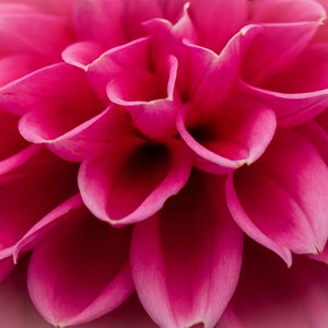 Dahlia flower Wall Art Decor/Floral Art Prints/Modern Home Decor/Botanical Art/Fine Art Photography/Nature Photography/Flower Art/Pink Art