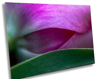 Pink Tulip Photo wall Art: Modern Botanical Floral Print