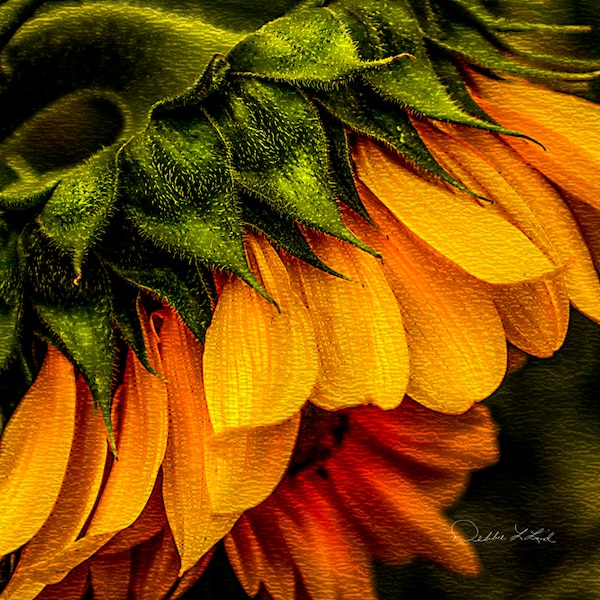 Rustic Photograph Etsy