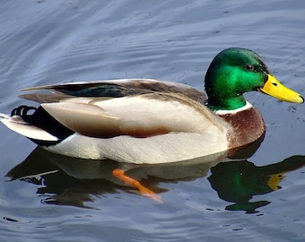 Duck