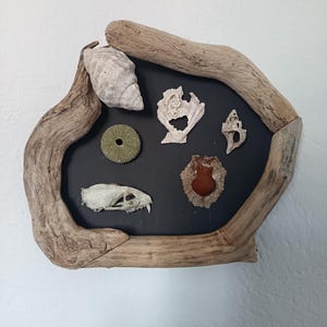 Op de afbeelding: Een wanddecoratie met een zwarte achtergrond, omlijst door drijfhout. Het toont verschillende schelpen, een zee-egel en een kleine dierenschedel. De opstelling creëert een unieke kustesthetiek, ideaal voor een natuurlijke sfeer.