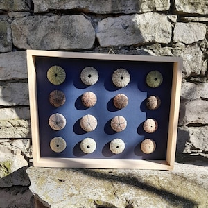 Può includere: Una cornice in legno con sfondo blu mostra 16 ricci di mare disposti in una griglia. I ricci di mare sono di varie tonalità di marrone, verde e beige.