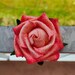 FSL Rose Machine Embroidery Design 3D Rose ITH Machine Embroidery ...