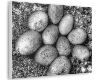 16"x12" Canvas Gallery Wrap - Duck Eggs, black and white photo of these beautiful duck eggs, Perfect for Kitchen, Photo by Mathieu LeBlanc
