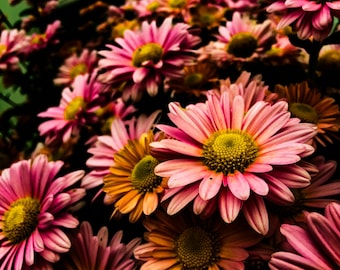 Pink Flower Wall Art | Floral Background | Pink Coneflowers | Flower Photo | Nursery Picture | Spa Wall Art | Nature Photography |