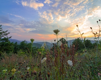 Wildflower Wall Art | Photograph of Flowers with Mountains | Wildflower Photography | Floral Printable Photograph | Instant Download Photo