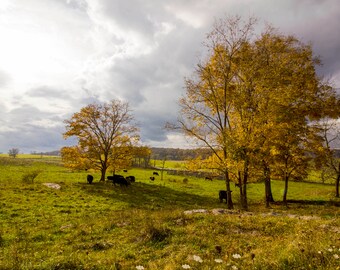 Rustikale Herbstdeko | Herbstdekorationen | Herbst Bauernhaus Fotografie | Bauernhof Fotografie | Ländliches Landhaus Bauernhaus Wandkunst | Herbstfotografie