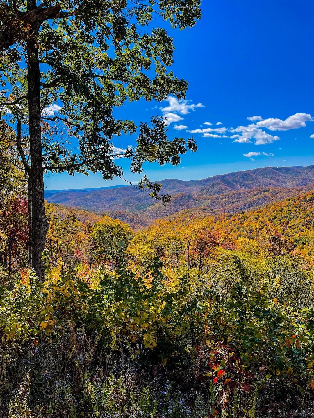 Blue Ridge Mountains in the Fall | Autumn on the East Coast | Digital ...