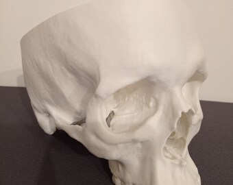 Anatomical Human Skul 3d Model