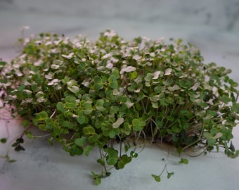 Mezcla fresca para ensaladas sin OGM (col rizada, col roja y verde, rúcula, brócoli, colinabo) Microgreens Self Harvest en un contenedor de 9x5 pulgadas