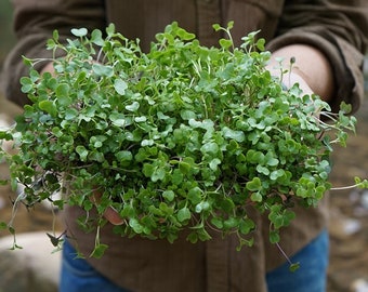 Semillas orgánicas Brócoli Microgreens Live Self Harvest Fresh Grown on Bamboo Paper Towels on 9"x5" Container