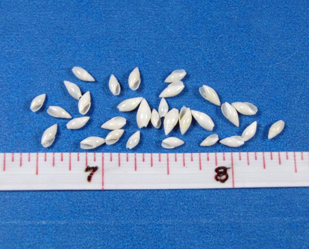 Extra Tiny White Rice Seashells: Miniature Craft Shells (50) - Etsy