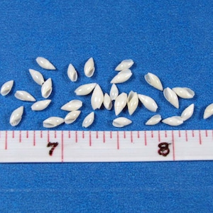 May include: A collection of small, white, elongated seashells scattered on a blue surface. A ruler with inch markings is placed below the shells, with the numbers 7 and 8 visible.