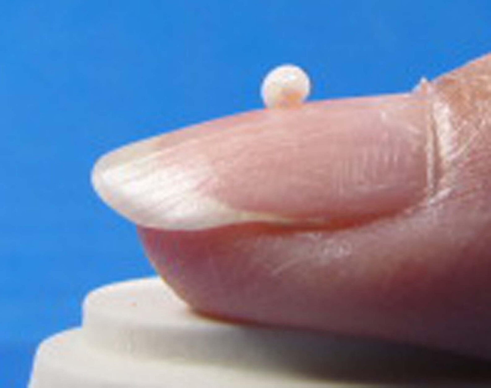 Extra Tiny White Rice Seashells: Miniature Craft Shells (50) - Etsy
