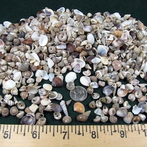 May include: A large collection of small, assorted seashells in shades of white, tan, brown, and grey, displayed next to a wooden ruler showing measurements in inches and a silver coin for scale, creating a diverse pile of natural marine textures.