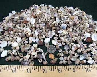 May include: A large collection of small, assorted seashells in shades of white, tan, brown, and grey, displayed next to a wooden ruler showing measurements in inches and a silver coin for scale, creating a diverse pile of natural marine textures.