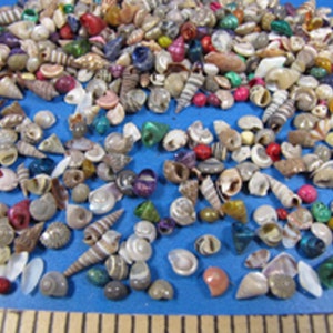 Micro-mini Seashell mix 1/8&quot;- 1/2&quot; (1/8 cup abt. 200 shells) dyed & natural -ornaments, sailors valentines, jewelry, beach decor, dollhouse