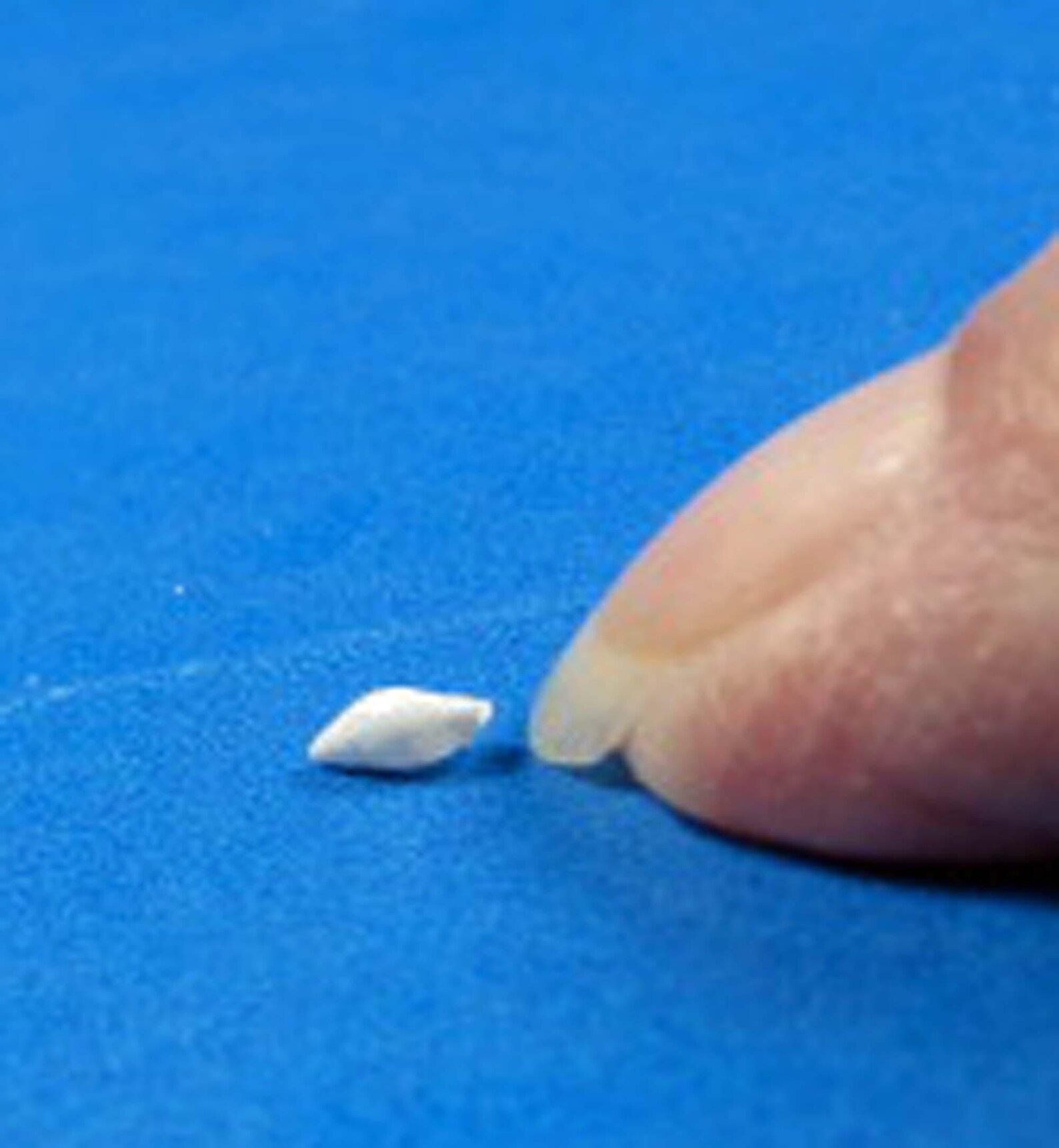 Extra Tiny White Rice Seashells: Miniature Craft Shells (50) - Etsy