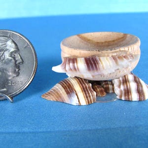 Wooden Bowl on Cut Shell Base – Beach Decor, Accessory (1 1/2 x 5/8")