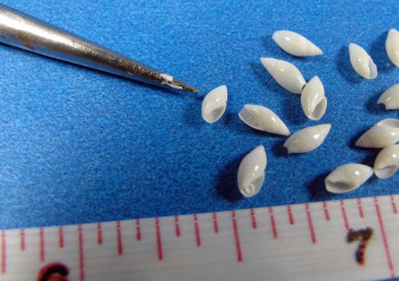 Extra Tiny White Rice Seashells: Miniature Craft Shells (50) - Etsy