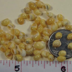May include: A collection of small, smooth, pale yellow sea shells scattered next to a silver United States dime coin. A white measuring tape with black markings is positioned at the bottom, showing a scale in inches for size reference.