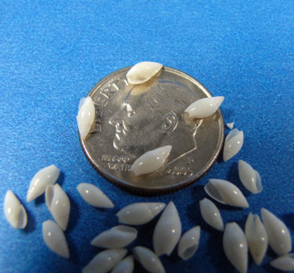 Small Pasta Shells Like Rice Extra Tiny White Rice Seashells: Miniature Craft Shells (50) - Etsy