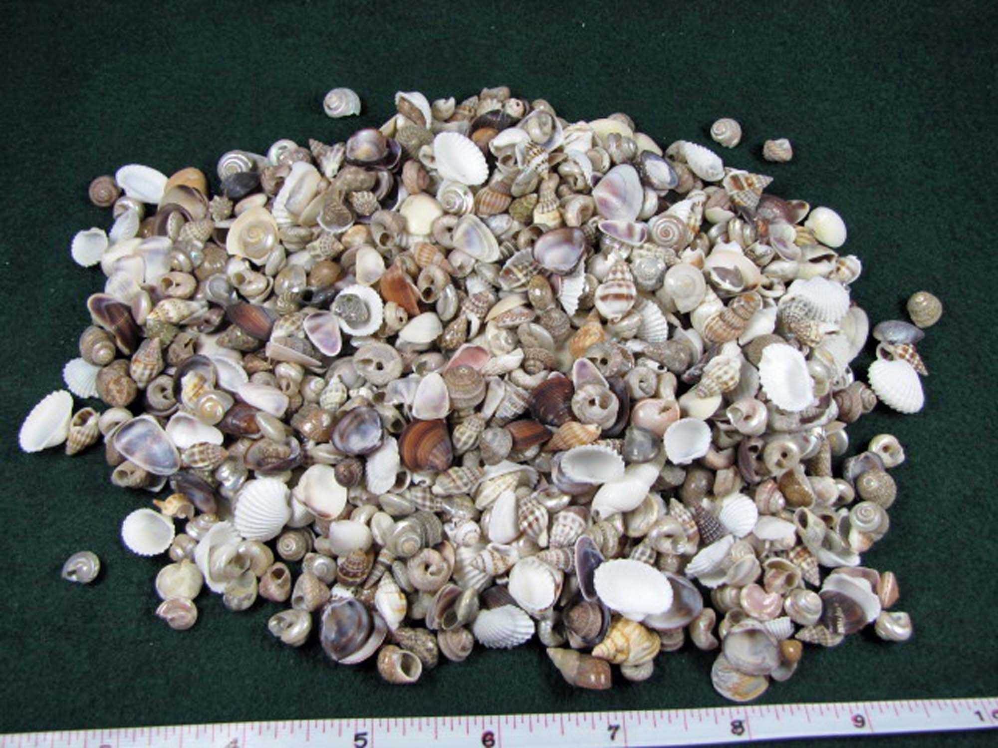 Native Small Shell Tiny Natural Shell Mix: Miniature Crafts, Dollhouses, Terrariums - Etsy