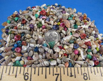May include: A large pile of colorful seashells of various sizes and shapes. The shells are a mix of white, brown, pink, and green. There is a US quarter coin in the center of the pile for scale.