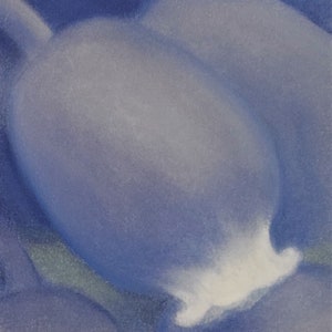 Grape Hyacinth