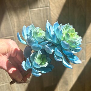 May include: A bunch of artificial succulents with blue-green leaves. The faux plants have a gradient effect, transitioning from light green in the centre to a vibrant blue at the edges. The stems are brown, and the arrangement is held in a hand.